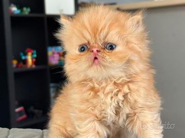 Gatto persiano
