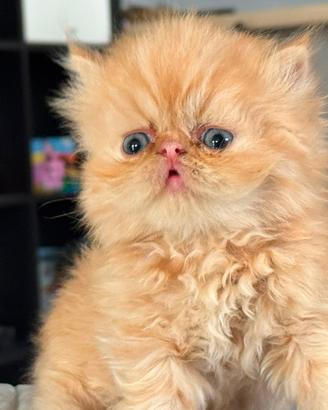 Gatto persiano