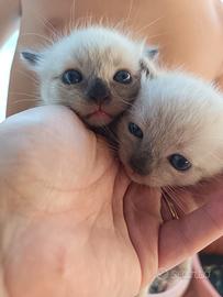 Cuccioli Siamesi Thai