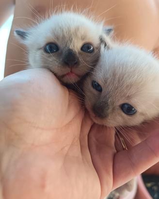 Cuccioli Siamesi Thai