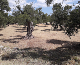 Terreno agricolo uliveto