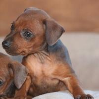 Pincher cuccioli