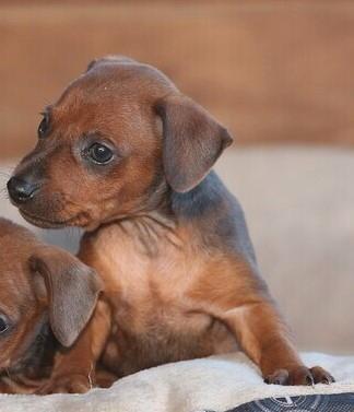 Pincher cuccioli