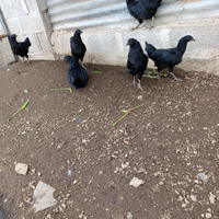 Cemani