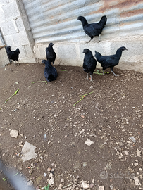 Cemani