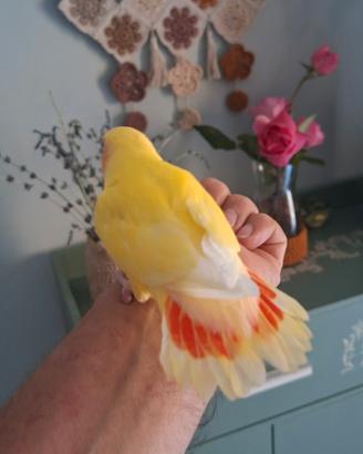 Uccelli