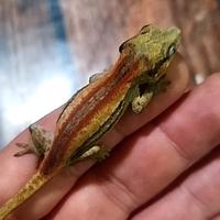 Geco auriculatus
