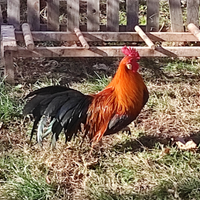 Gallo