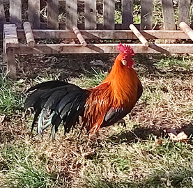 Gallo