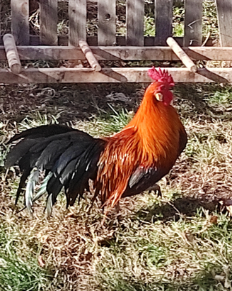 Gallo