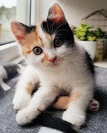 gattini mix persiano / soriano