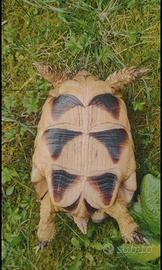 Tartarughe testudo marginata con CITES