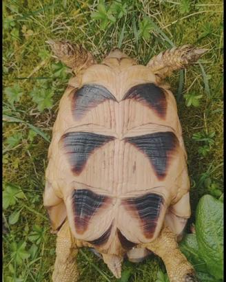 Tartarughe testudo marginata con CITES