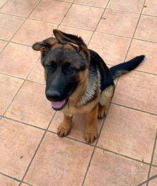 Cucciola Pastore Tedesco