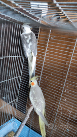 Disponibili calopside