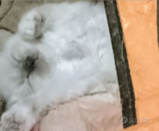 Sacro di Birmania pronti