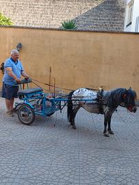 Pony