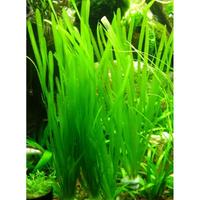 piantine per acquario VALLISNERIA ed EGERIA