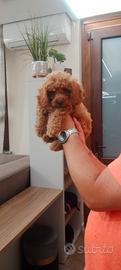 cuccioli adorabili barboncini toy minitoy nano