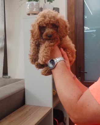 cuccioli adorabili barboncini toy minitoy nano