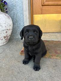Labrador Retriver Nero