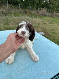 Cucciolo cocker / lagotto