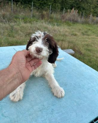 Cucciolo cocker / lagotto