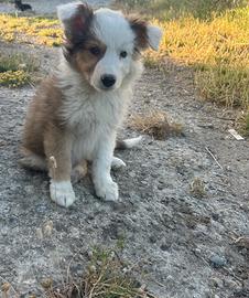 Cuccioli border collie maschi e femmine