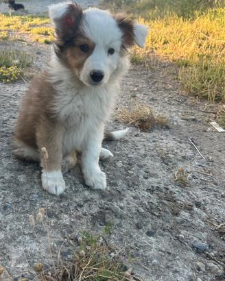 Cuccioli border collie maschi e femmine