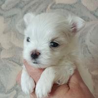 Maltipoo piccola cucciolina
