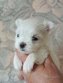 Maltipoo piccola cucciolina