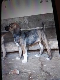 Cani da cinghiale