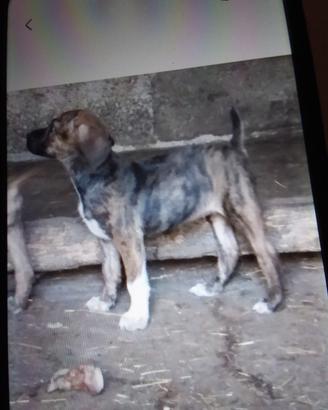 Cani da cinghiale