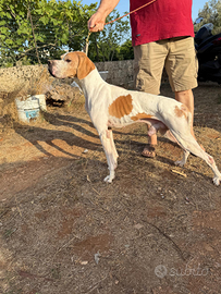 Cane puenter maschio 5 anni