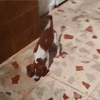 Cucciolo da caccia quattro mesi conigli