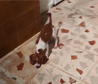 Cucciolo da caccia quattro mesi conigli