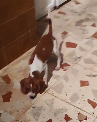 Cucciolo da caccia quattro mesi conigli
