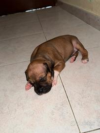 Cuccioli di Amstaff