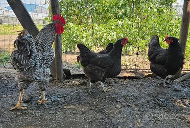 Pulcini - Polli - Galline