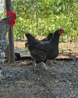Pulcini - Polli - Galline