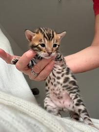 Gattini Bengala con Pedigree