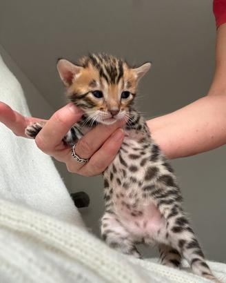 Gattini Bengala con Pedigree