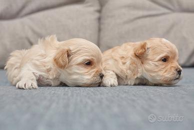 Maltipoo dip IMMEDIATA