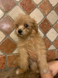 Piccolo maltipoo toy