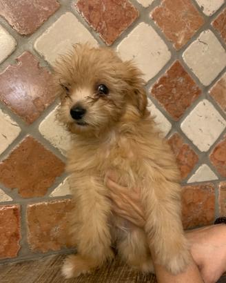 Piccolo maltipoo toy