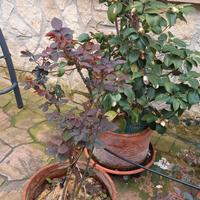 Vasi in terracotta con piante d'arredo