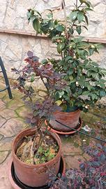 Vasi in terracotta con piante d'arredo