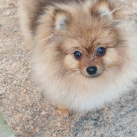 Spizt di pomerania