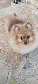 Spizt di pomerania