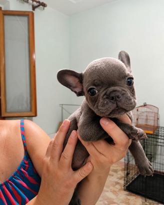 bulldog francese 